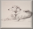 Greyhound Pencil Sketch