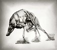 Greyhound On The Run