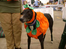 PumkinHound.JPG (53913 bytes)