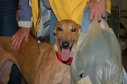 smilingmysterydog.JPG (37367 bytes)