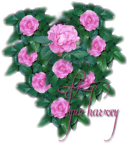 composite of mccarntey roses by lynn harvey