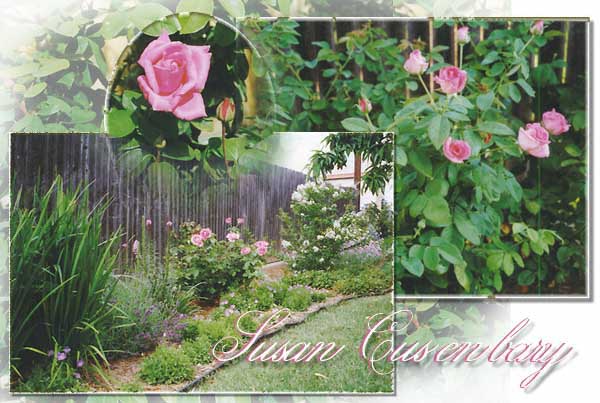 Susan Cusenbary's Roses